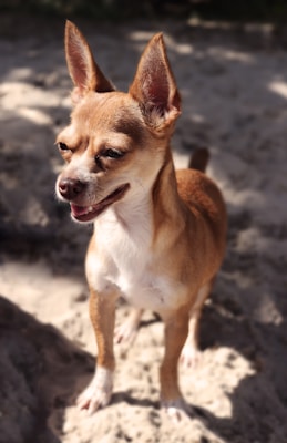 A small brown and white dog with perky ears stands on a sandy surface. The dog appears to be happy, with its mouth slightly open in a expression similar to a smile. Sunlight casts soft shadows around the area, suggesting a bright day.