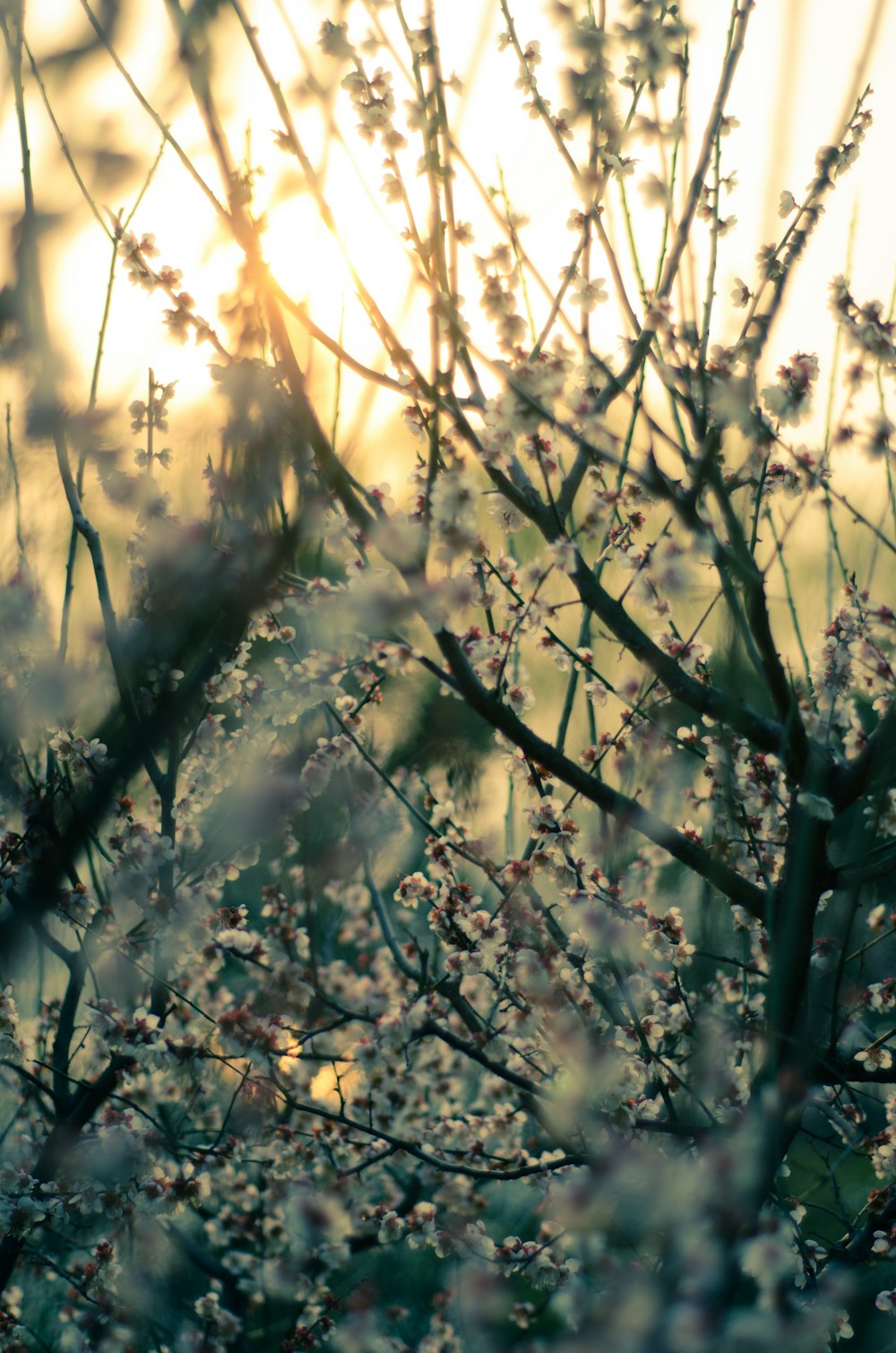 white flowering plant