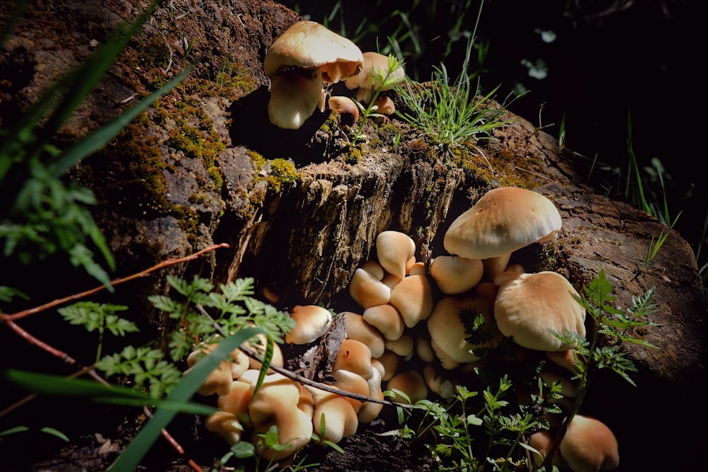 mushroom near plants