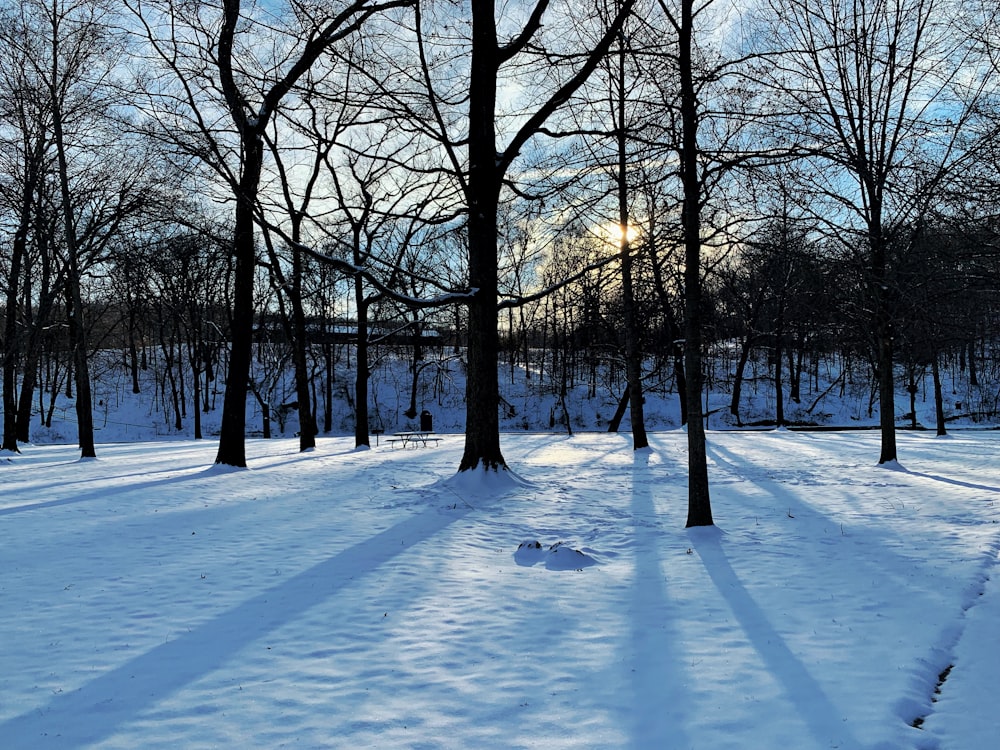 trees on snow field