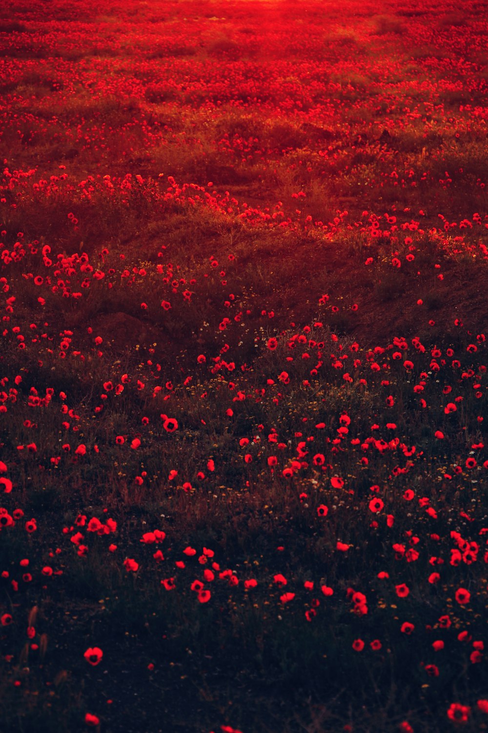 red petaled flowers