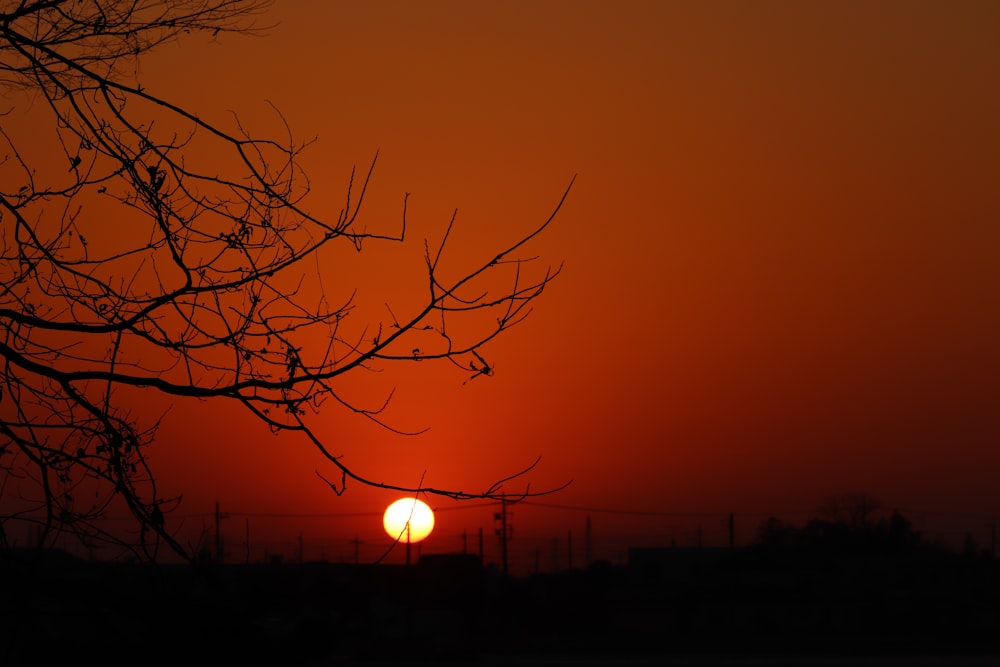 silhouette of bare tree during golden hour