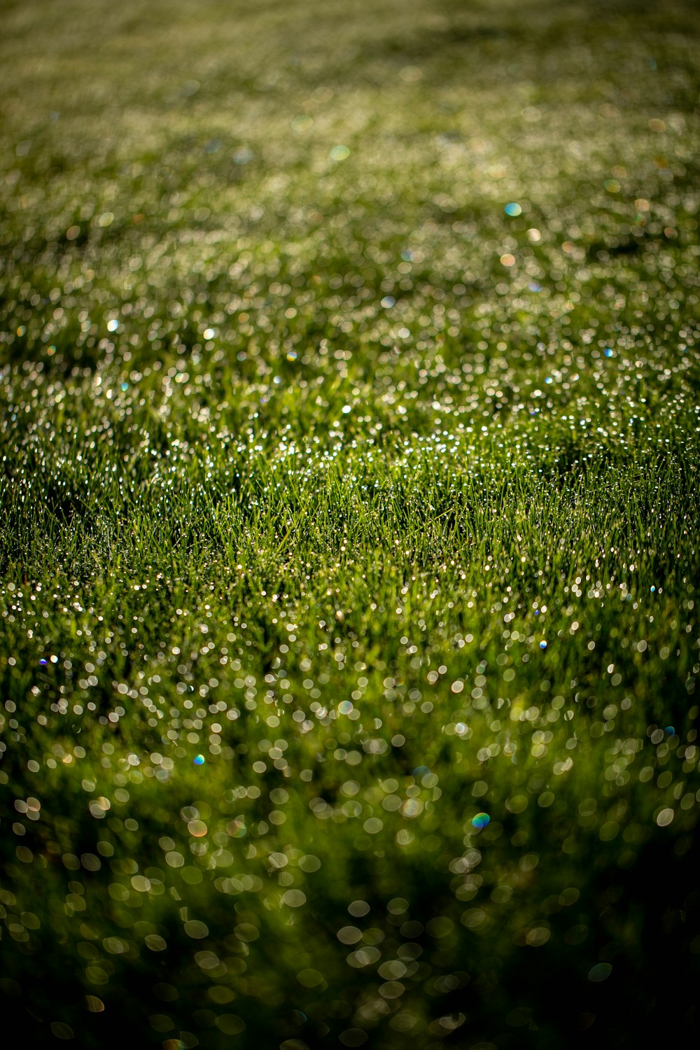 selective focus photography of green grass