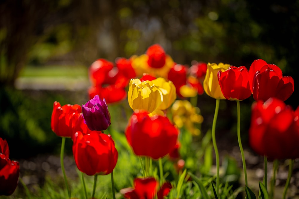 selective focus photography of red and yellow tulips