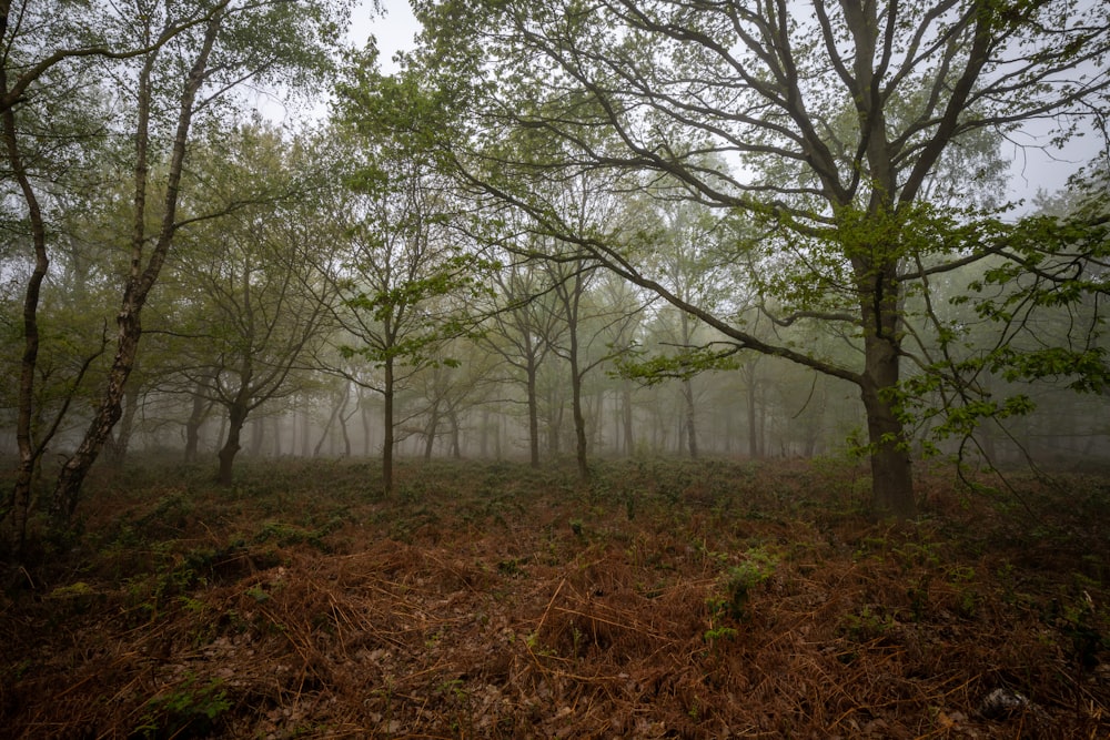 green leaf trees surrounded with fog