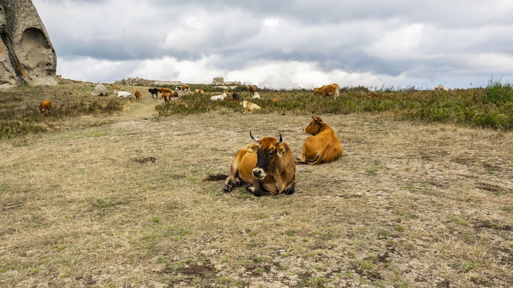 two cattles lying on grass field