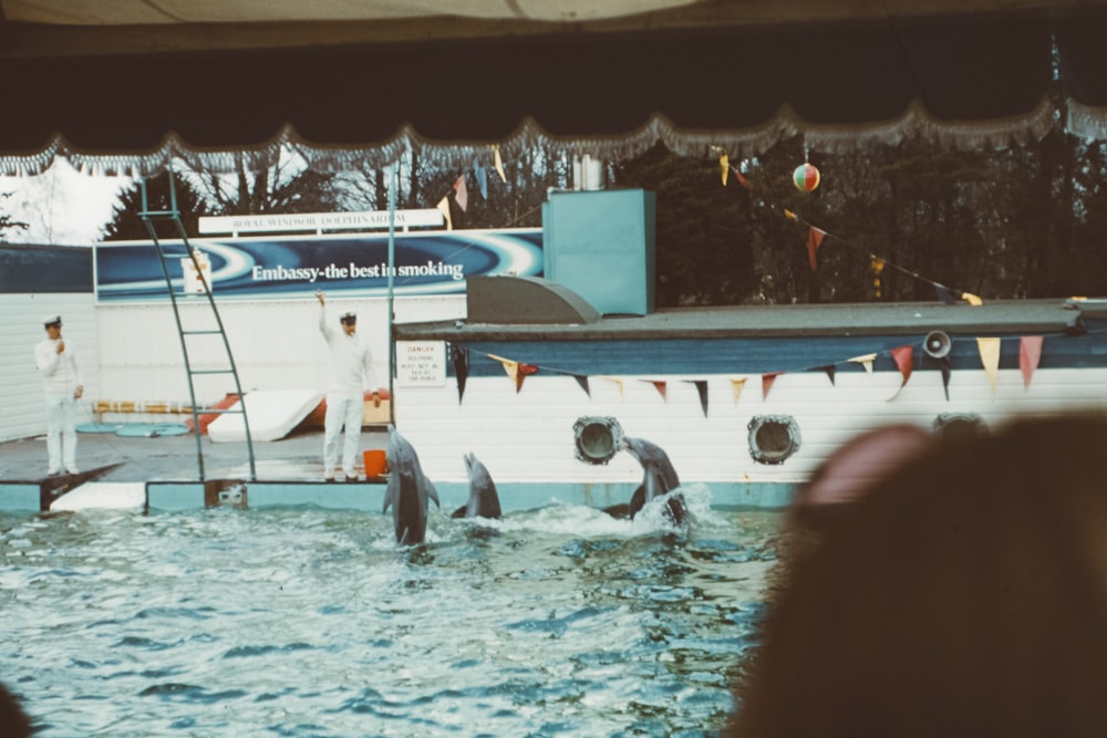 three dolphins making show