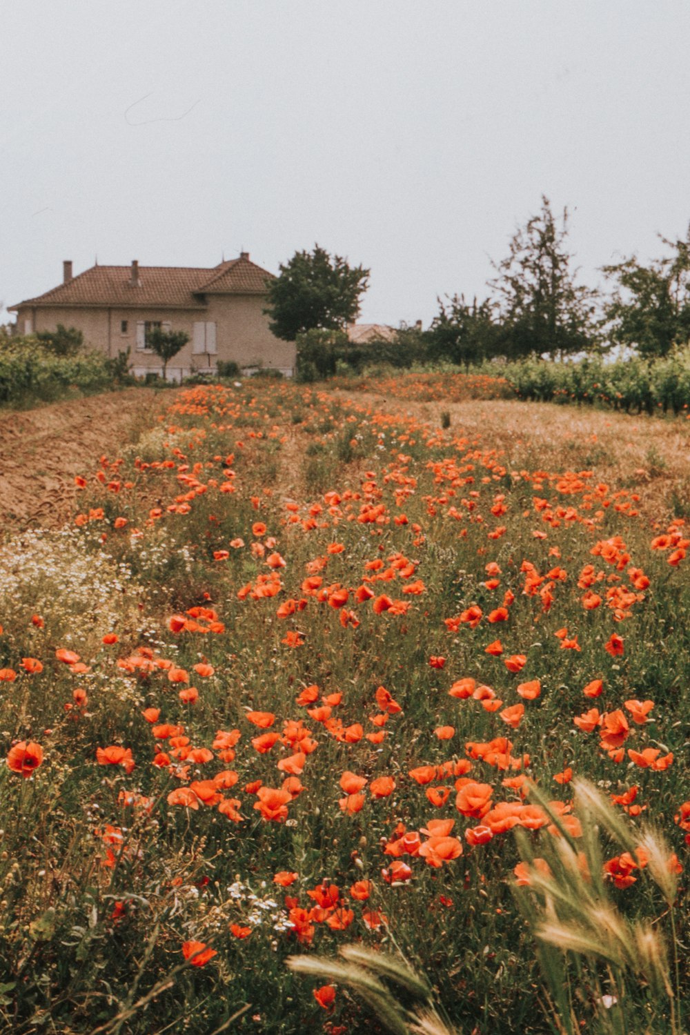 orange flowers field