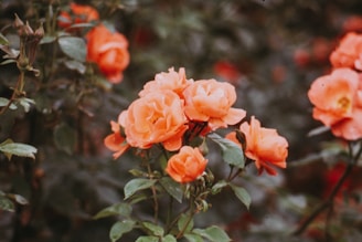 A cluster of vibrant orange roses blooms against a backdrop of dark green leaves. The flowers appear fresh, with petals delicately arranged in a natural display. The surrounding foliage is dense, adding depth and contrast to the brilliantly colored roses.