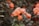 A cluster of vibrant orange roses blooms against a backdrop of dark green leaves. The flowers appear fresh, with petals delicately arranged in a natural display. The surrounding foliage is dense, adding depth and contrast to the brilliantly colored roses.