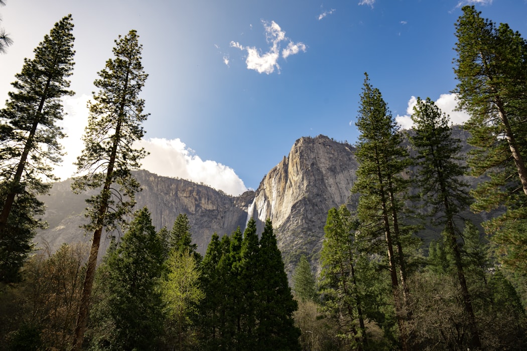 sunny day in national park with tall trees and mountains