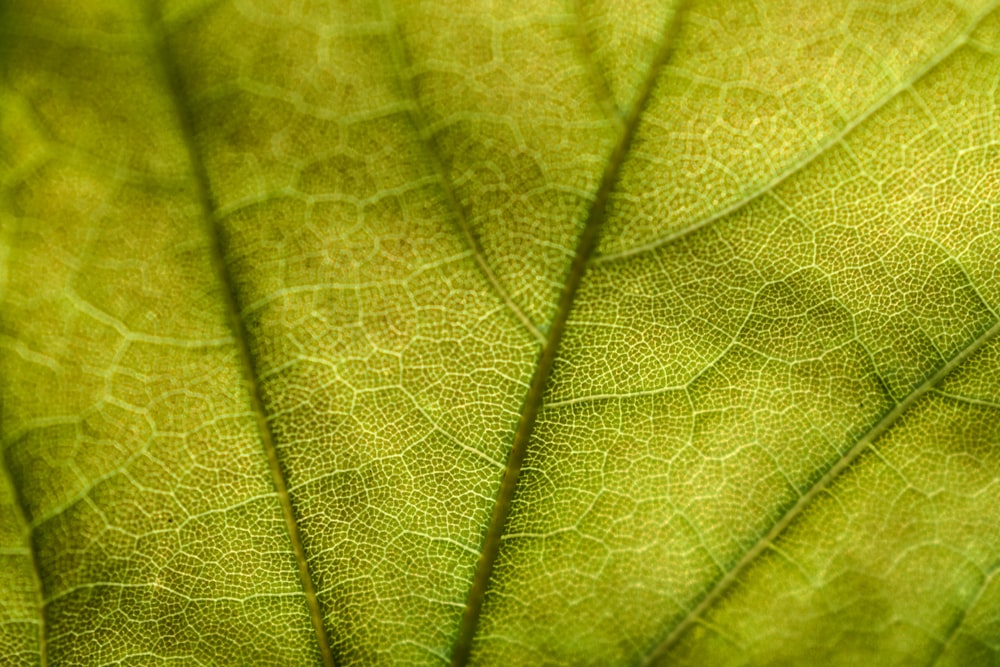 feuille verte