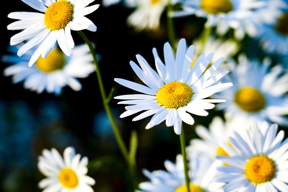 white daisy flowers