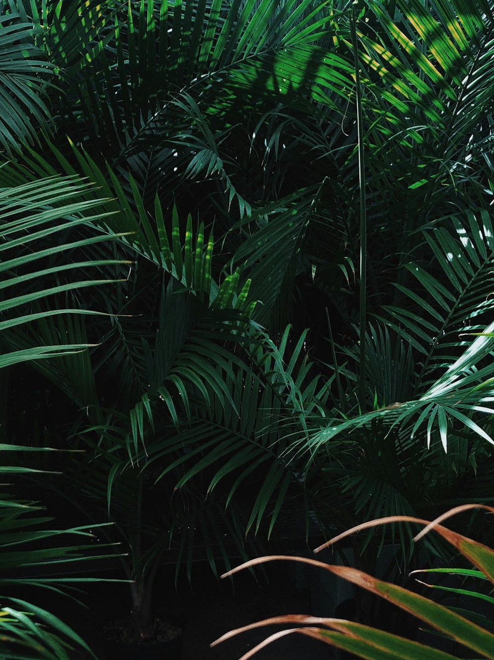 palmiers verts