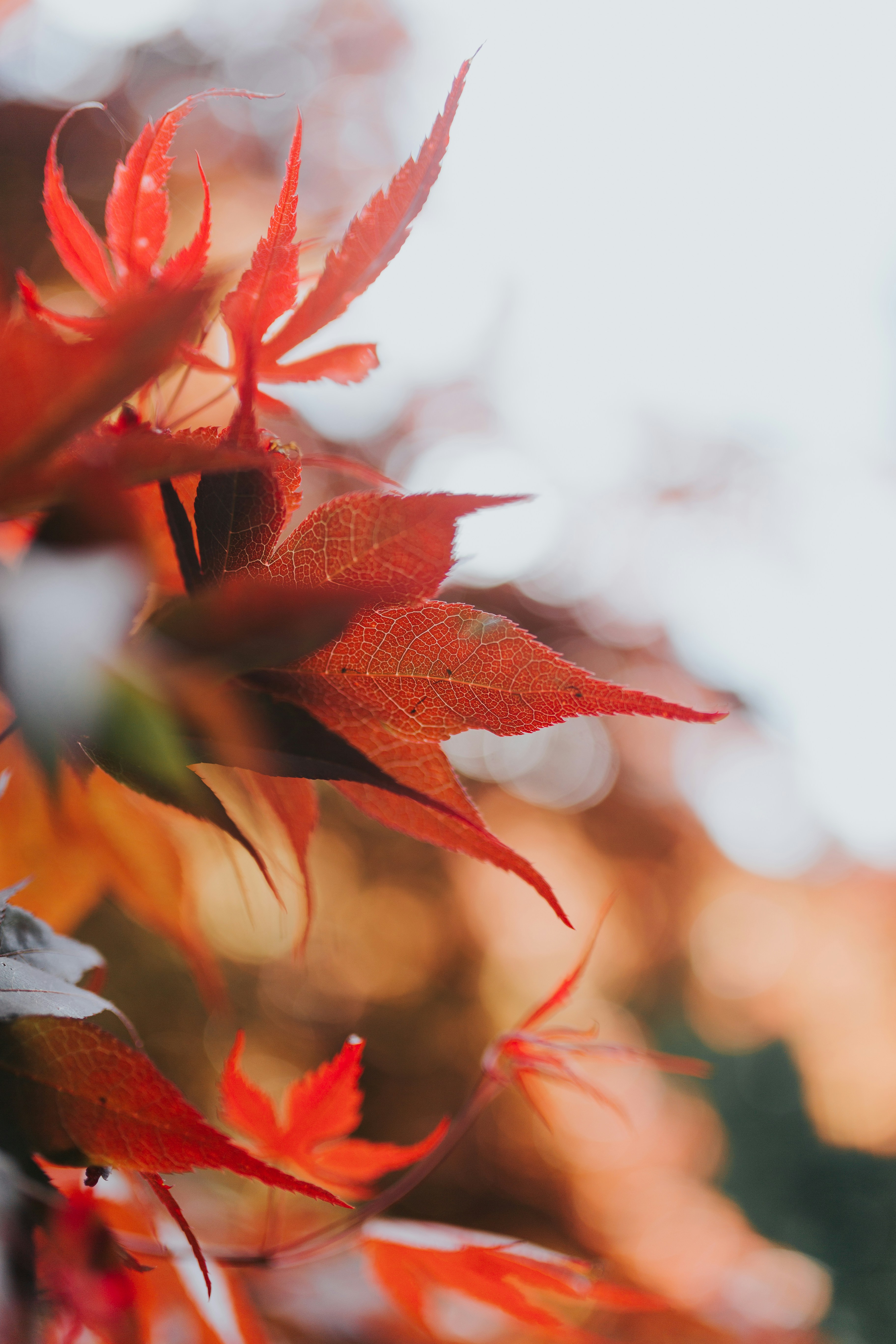 red leafed plants