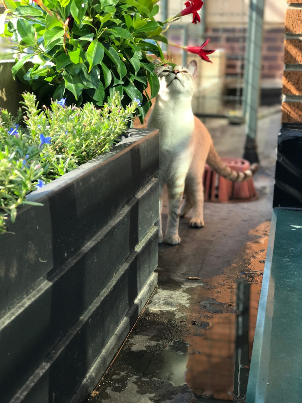 white cat near green-leafed plant