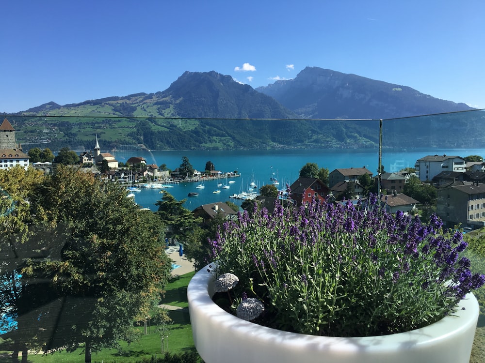 purple leafed flowers in planter near body of water during daytime