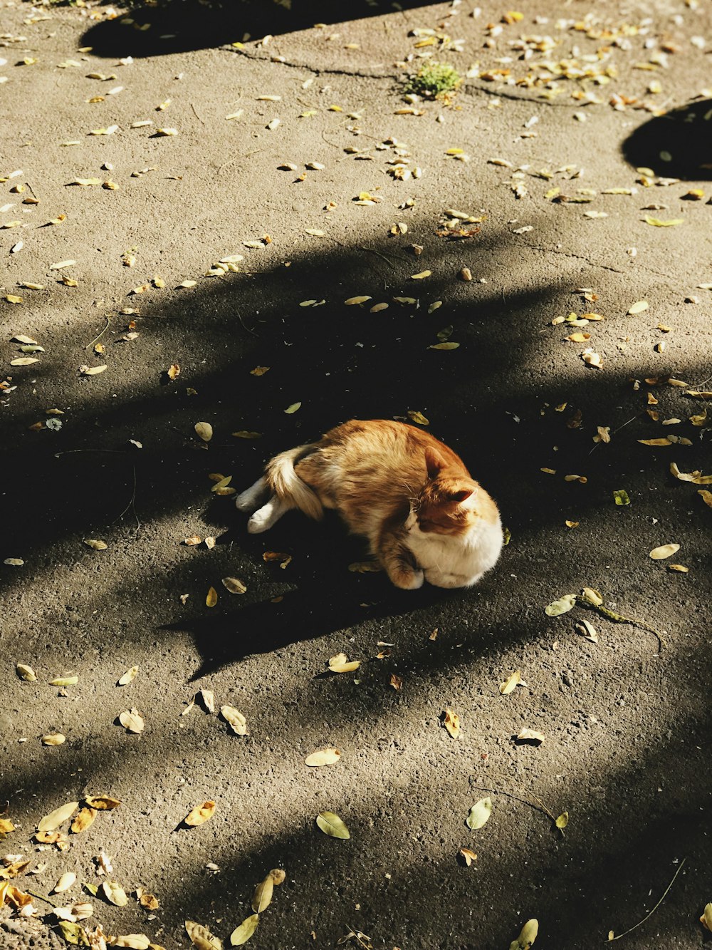 cão jaz no chão