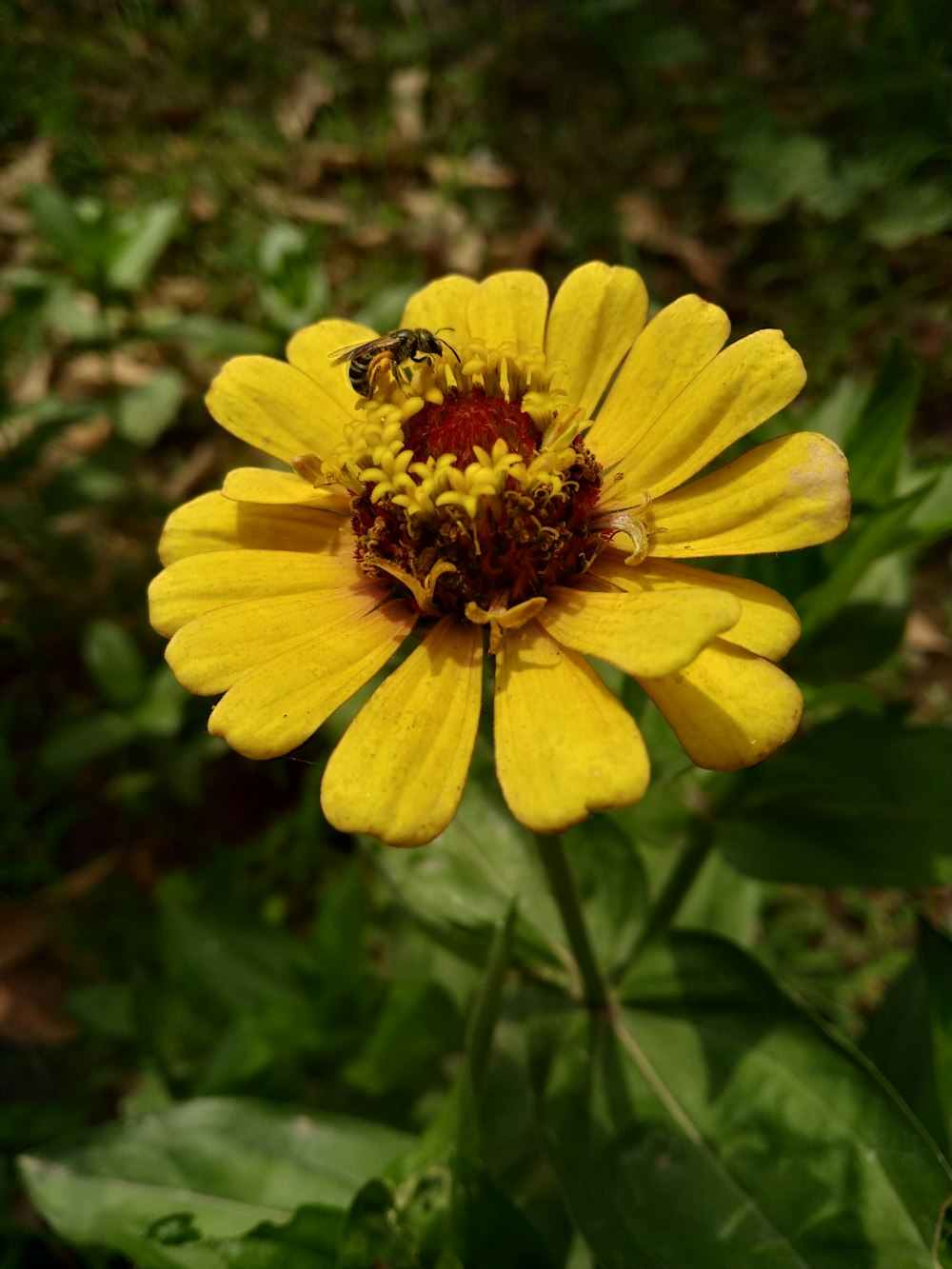 insect on flower