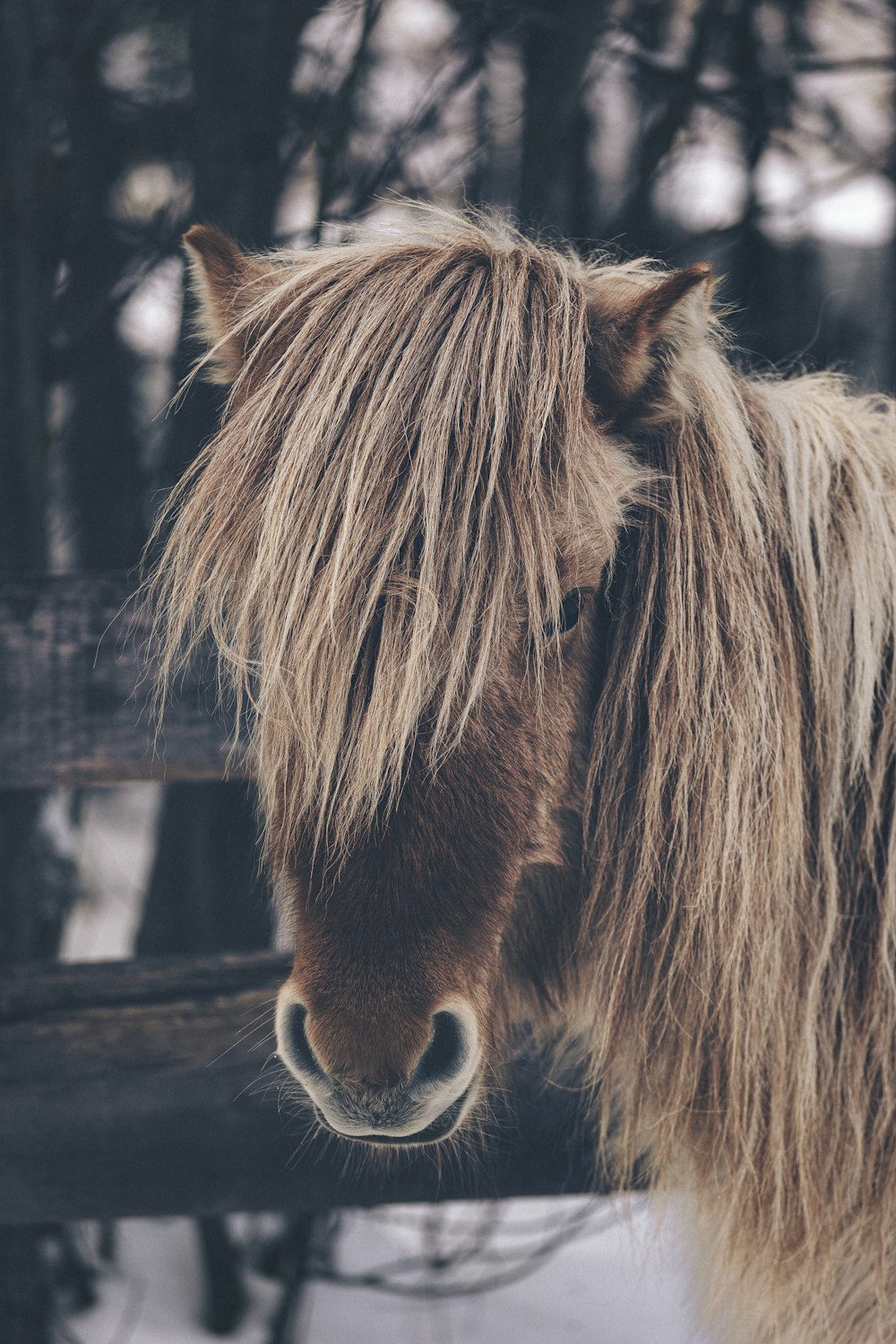 closeup photo of horse near fence