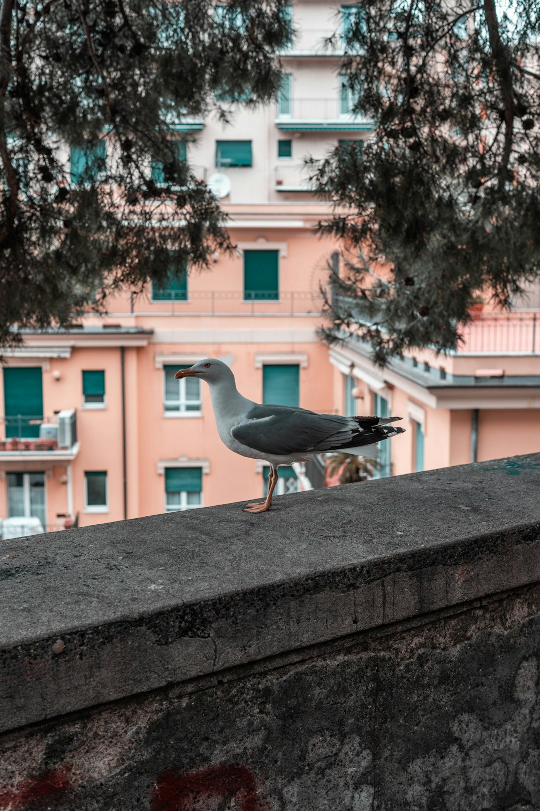 seagull on concrete railing near tree