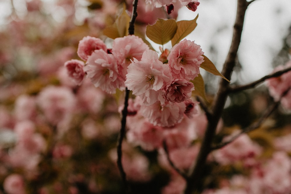 Fotografía de enfoque selectivo de flores de pétalos rosados