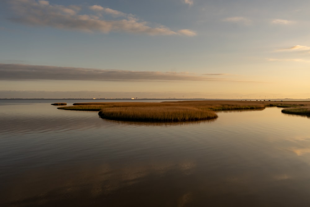 brown plants on body of water during daytime