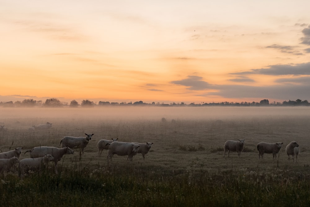 herd of animal under gray clouds during golden hour