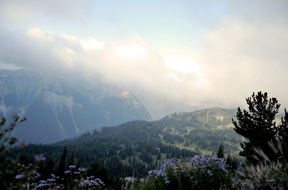 trees on mountain