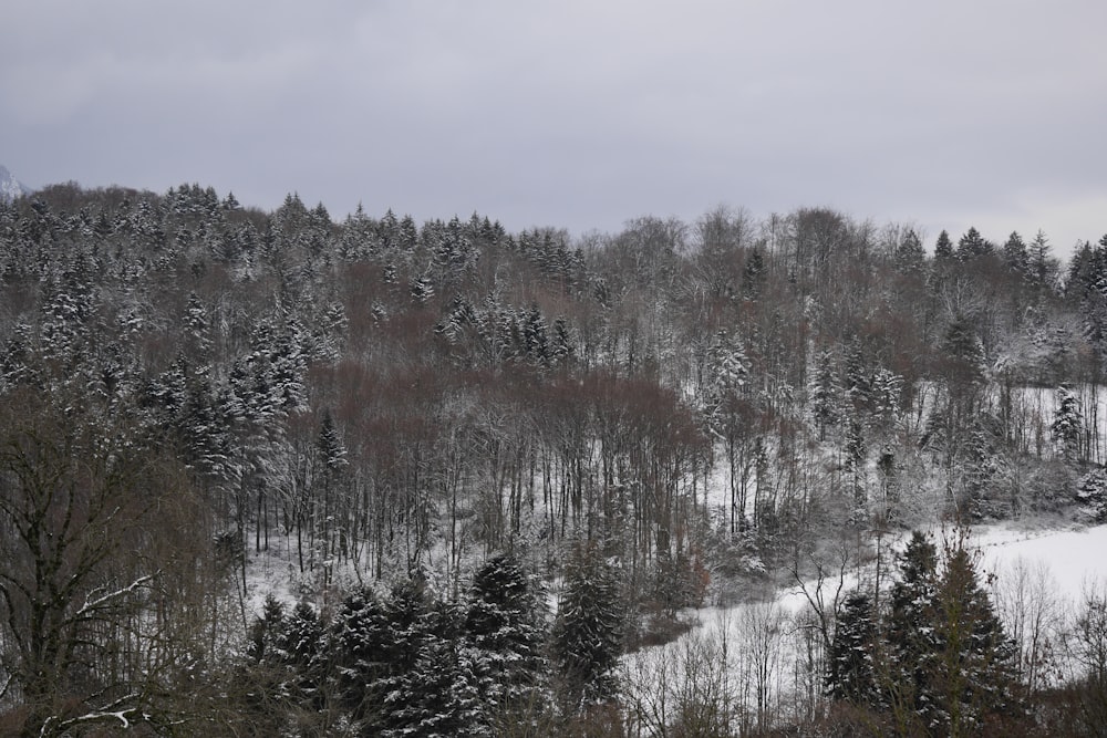forest covered in snow