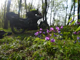 Close-up of a motorcycle parked beside a wildflower meadow under bright sunlight.