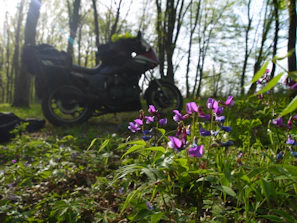Close-up of a motorcycle parked beside a wildflower meadow under bright sunlight.
