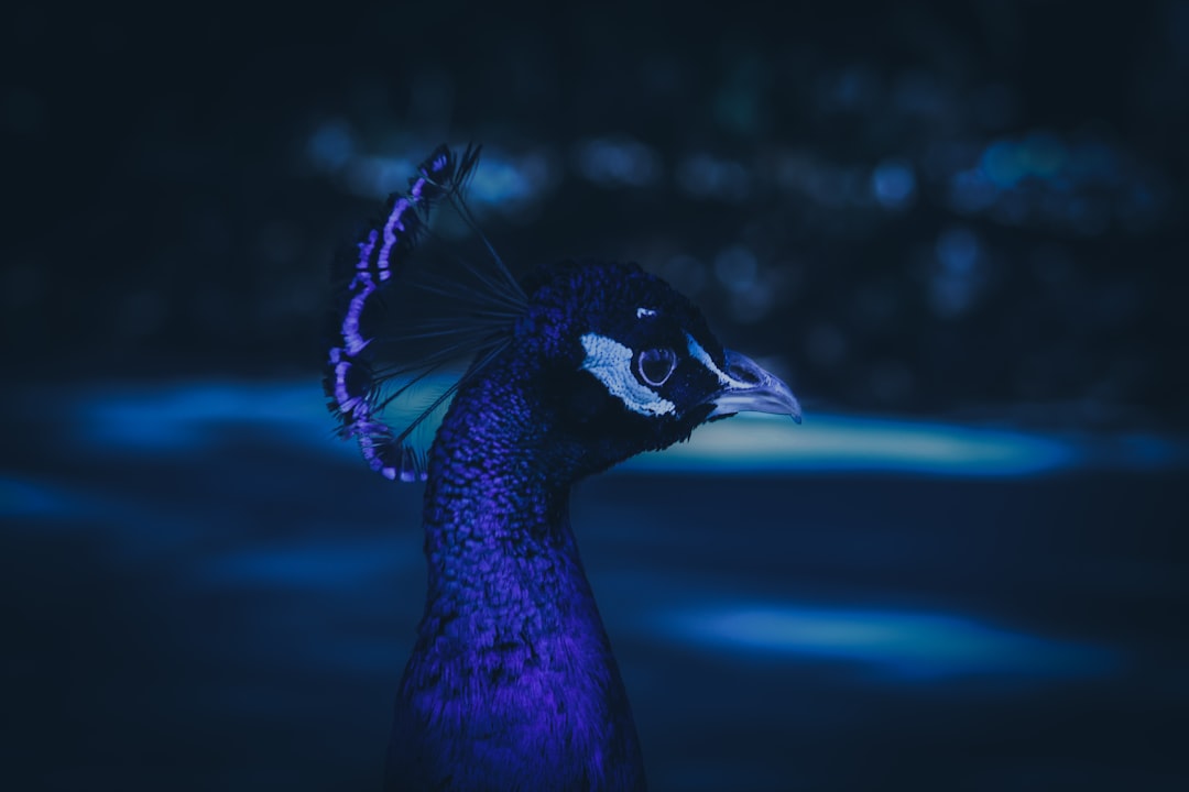 blue peacock