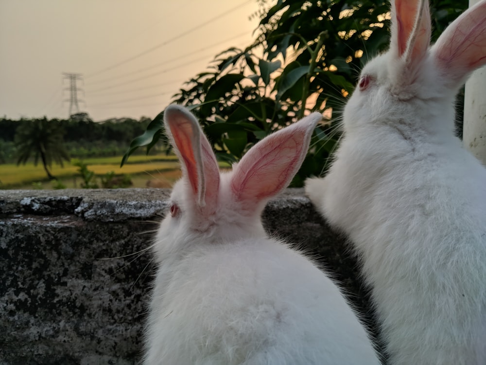 two white rabbits