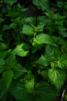 green leaf