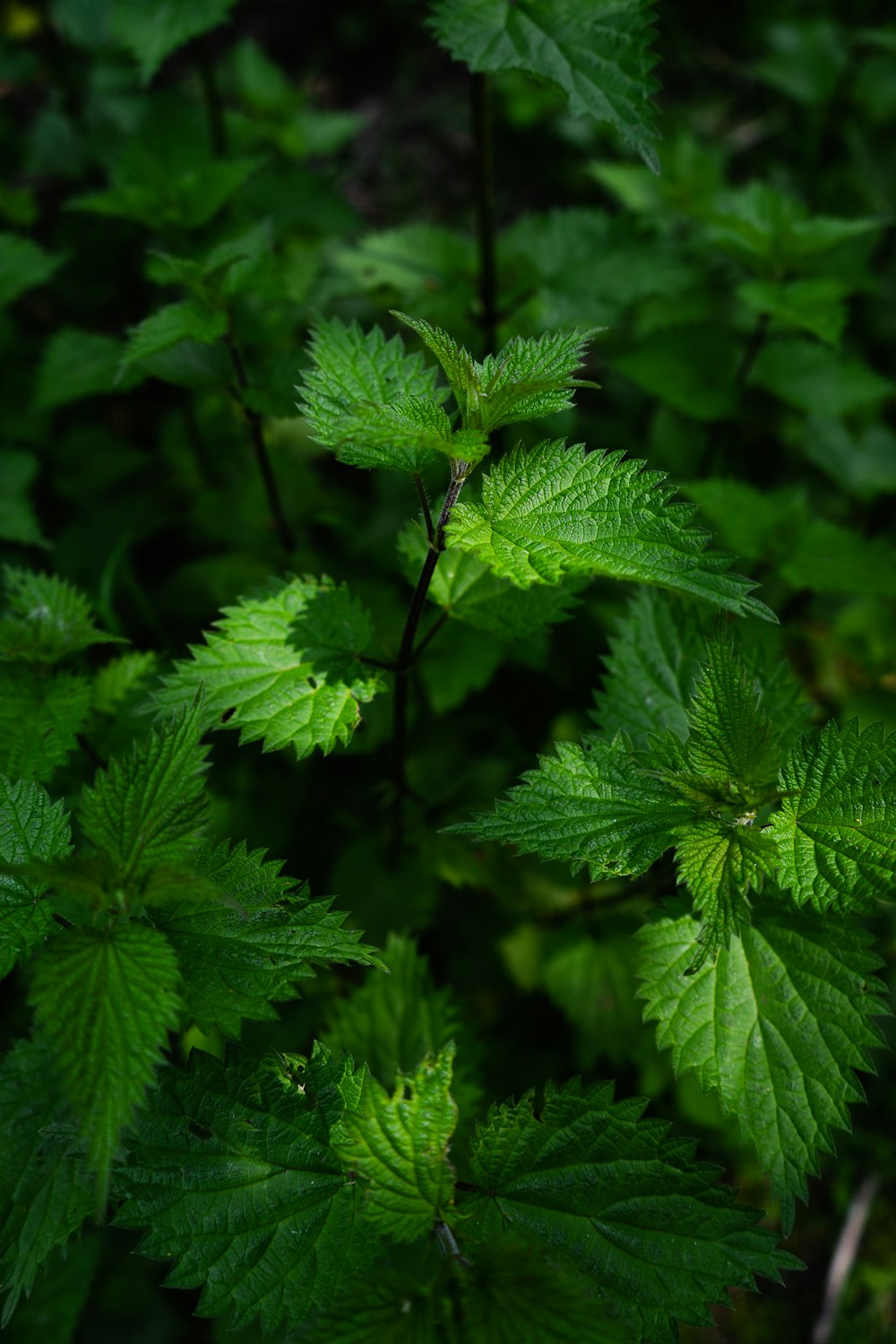 green leaf