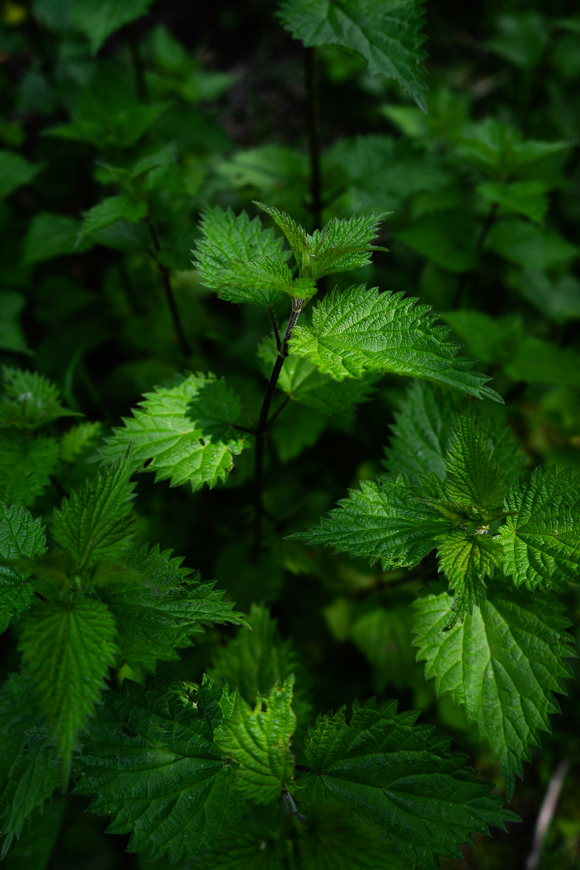 Nettle Herb green leaf