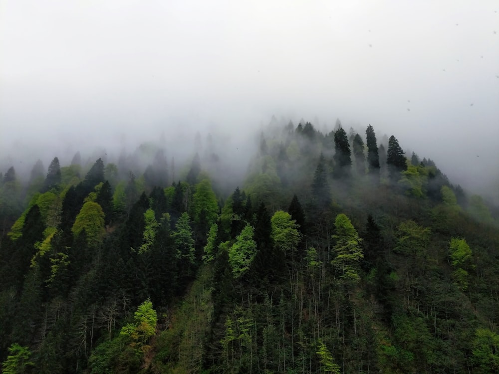 green leafed trees