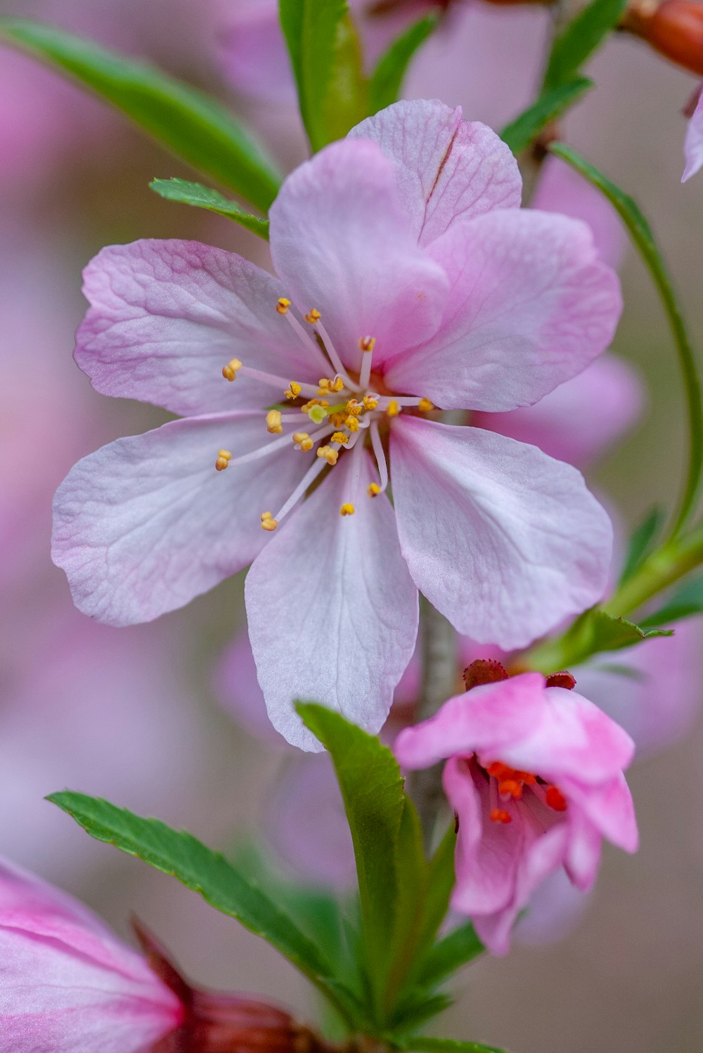 rosa-blättrige Blume