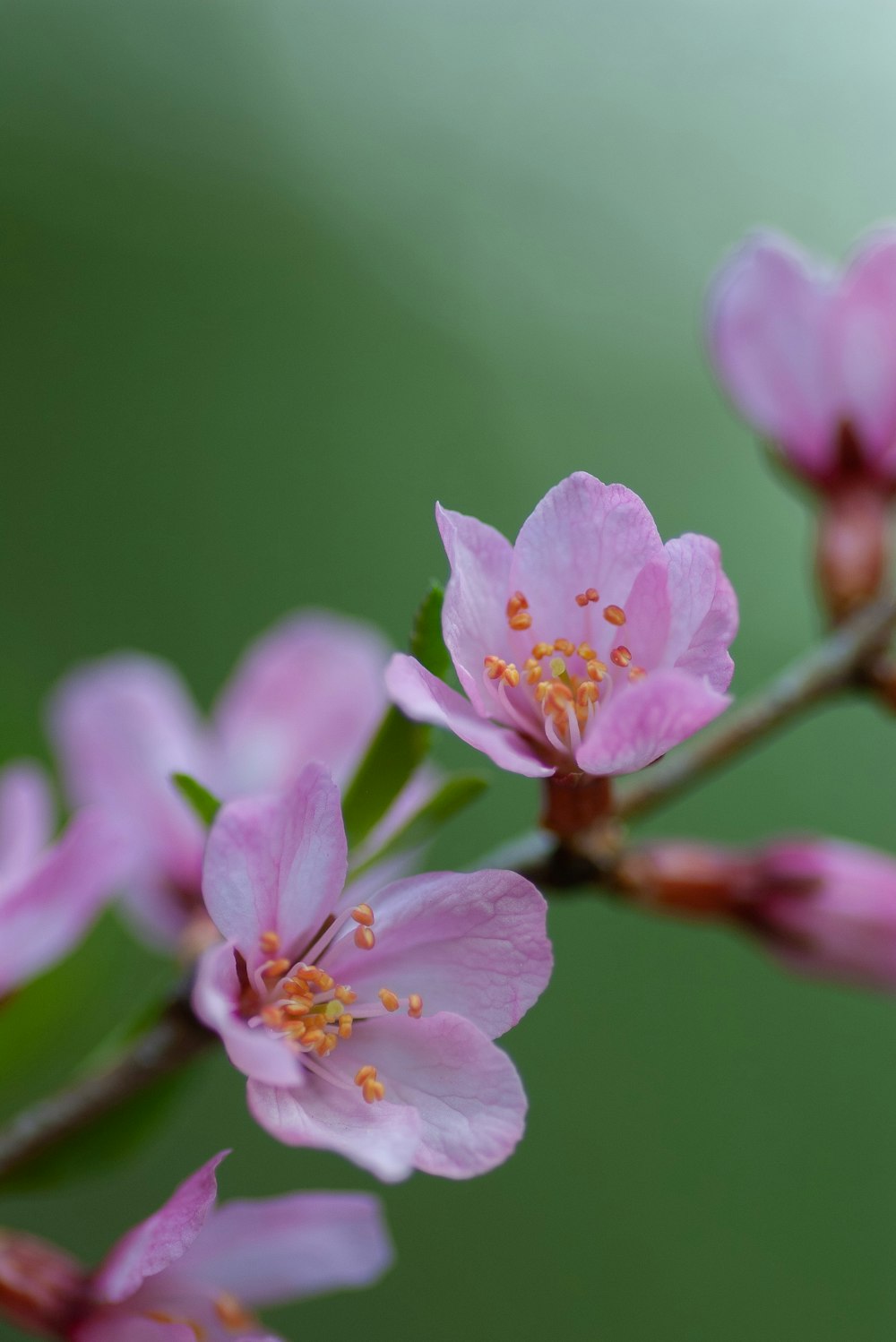 selective focus photo of purple flowers