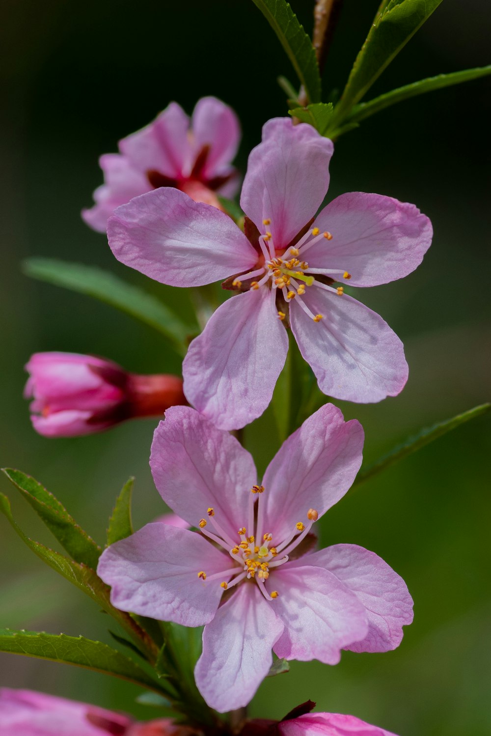 pink petaled flower