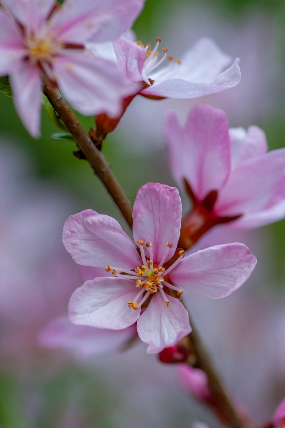 closeup photo of purple petaled flowers