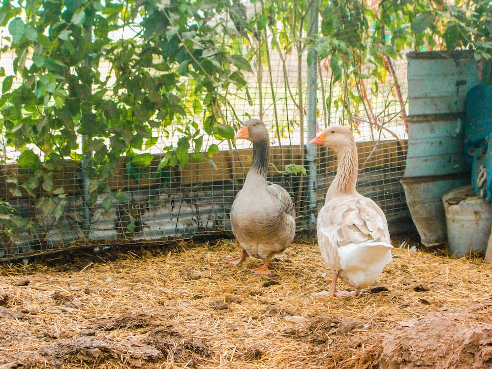 two brown ducks