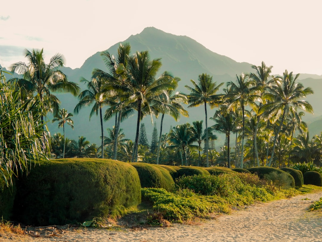 green-leafed coconut trees,