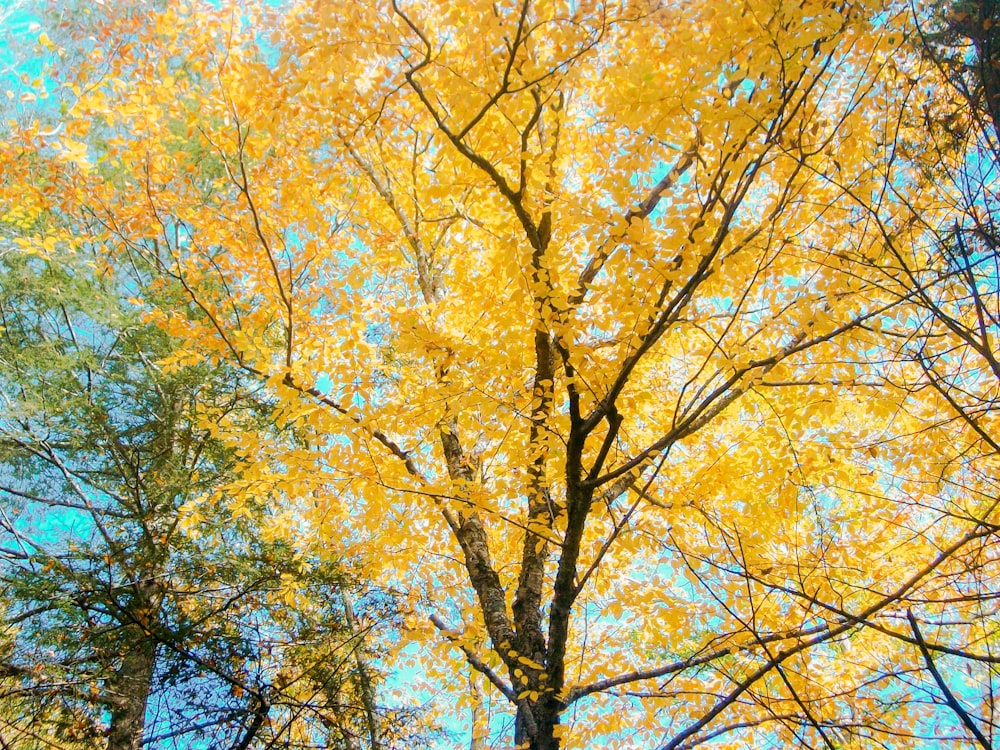 yellow leafed tree during daytime