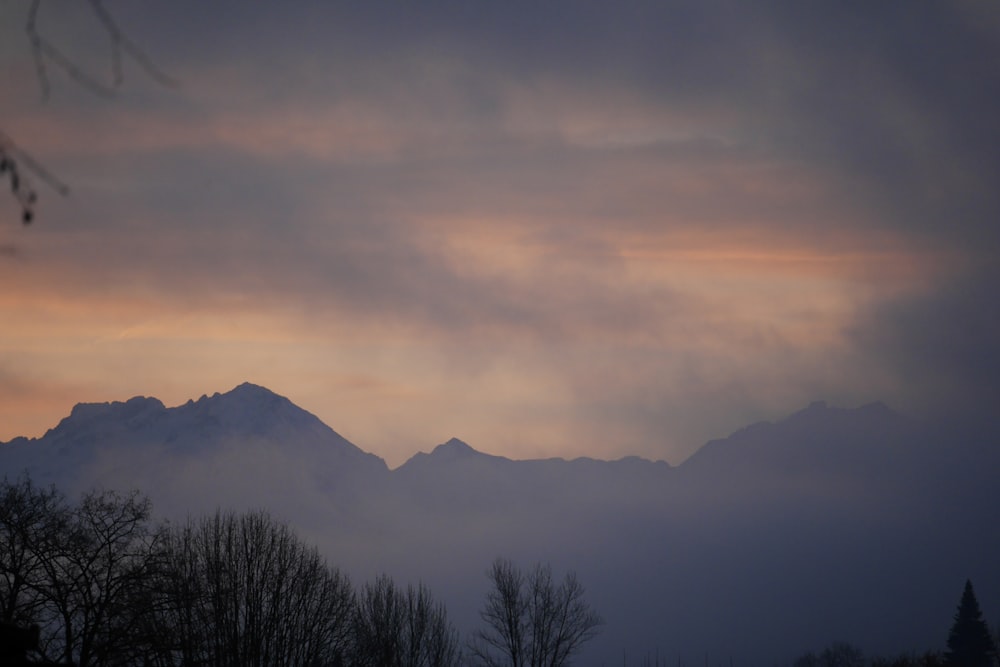 silhouette of trees during golden hour