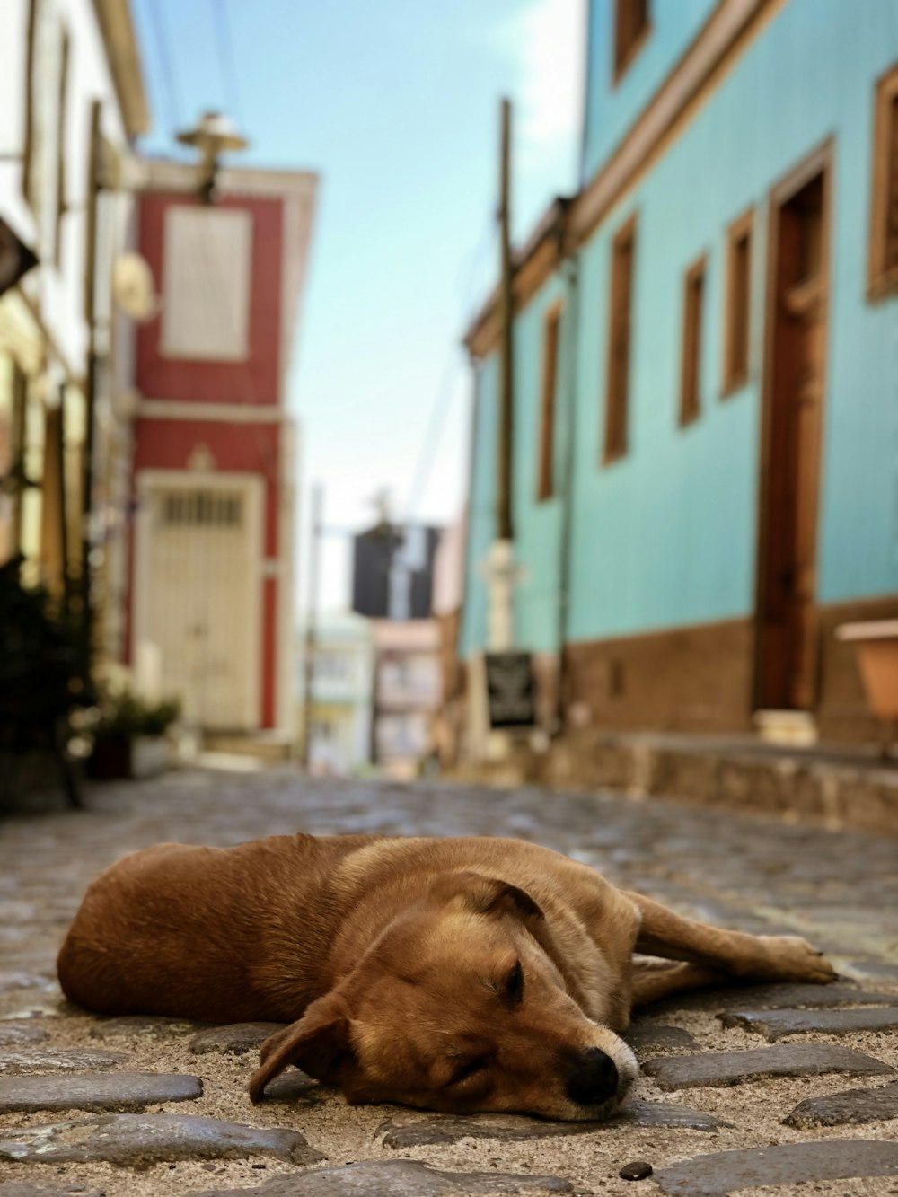 short-coated tan dog standing near building