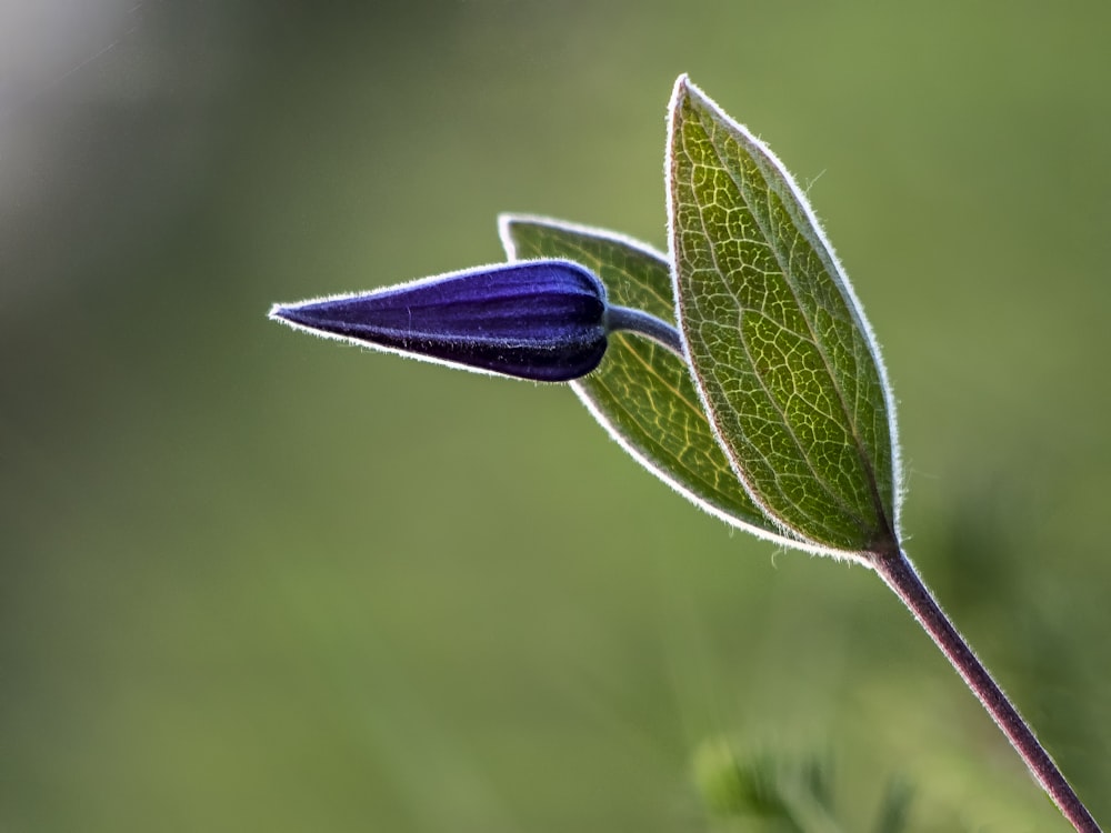 fleur à pétales violets