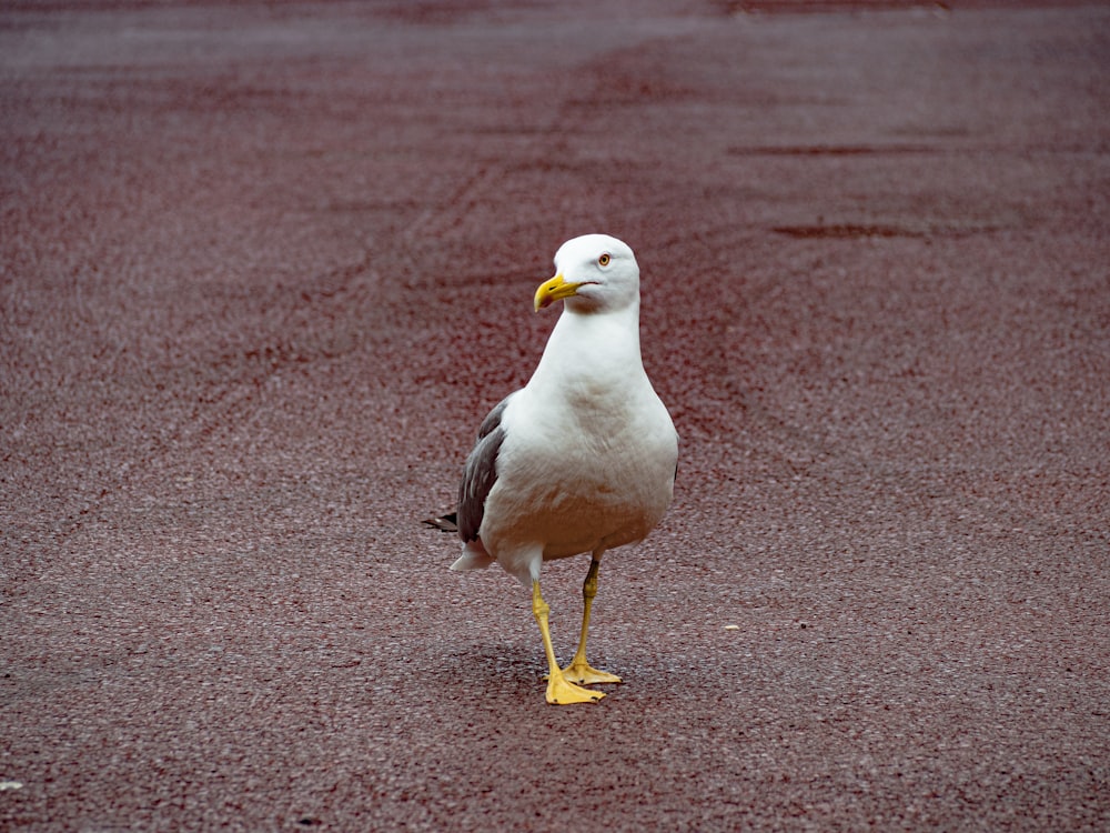 white seagull during daytime