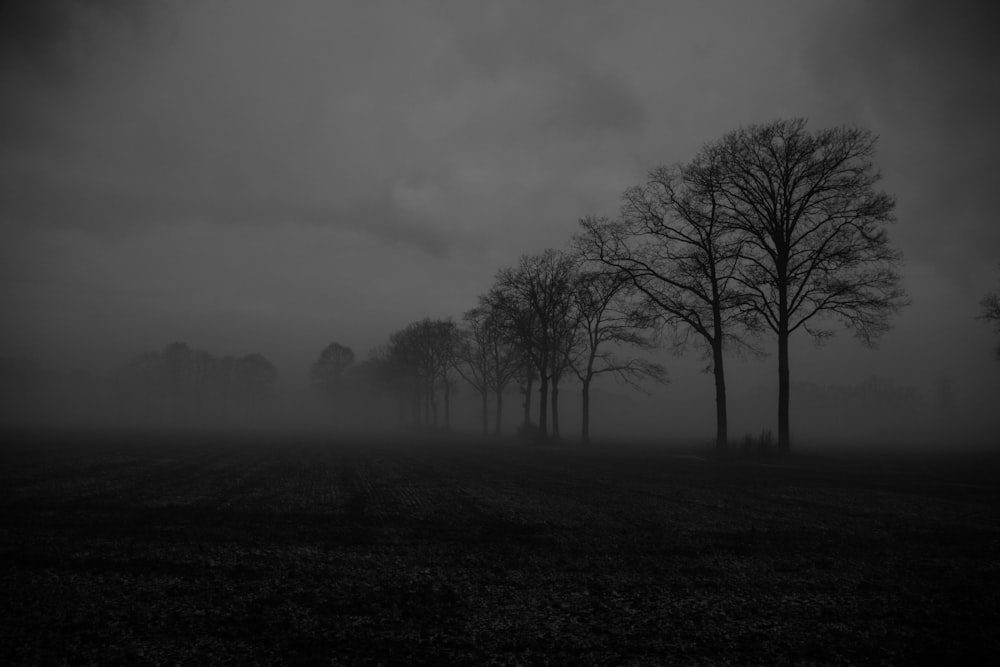 silhouette photo of trees